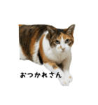 三毛猫のはな（個別スタンプ：14）