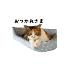 三毛猫のはな（個別スタンプ：17）