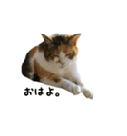 三毛猫のはな（個別スタンプ：19）