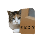 三毛猫のはな（個別スタンプ：21）