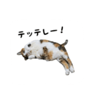 三毛猫のはな（個別スタンプ：26）