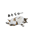 三毛猫のはな（個別スタンプ：27）