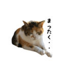 三毛猫のはな（個別スタンプ：29）