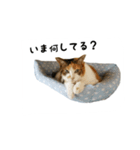 三毛猫のはな（個別スタンプ：31）