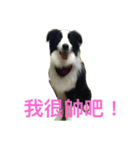 Sheepdog cute life（個別スタンプ：1）