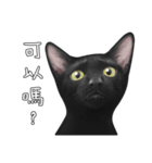 苦悩の黒猫（個別スタンプ：11）