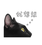 苦悩の黒猫（個別スタンプ：17）