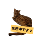♡実写猫はなちゃんの日常会話①♡（個別スタンプ：8）