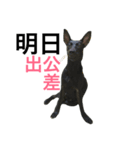 ARMY dog life（個別スタンプ：5）