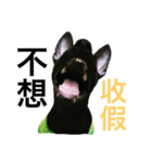 ARMY dog life（個別スタンプ：8）