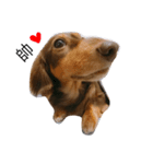 dachshund paddy（個別スタンプ：2）