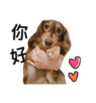 dachshund paddy（個別スタンプ：7）