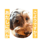 ミックス犬のごあいさつ（個別スタンプ：1）