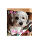 ミックス犬のごあいさつ（個別スタンプ：10）