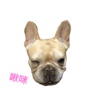 FrenchBulldog A-PAN（個別スタンプ：3）