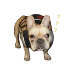 FrenchBulldog A-PAN（個別スタンプ：5）