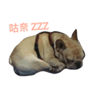 FrenchBulldog A-PAN（個別スタンプ：7）