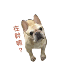 FrenchBulldog A-PAN（個別スタンプ：8）