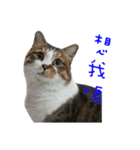 CatLazyBlue（個別スタンプ：1）