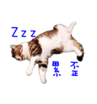 CatLazyBlue（個別スタンプ：5）