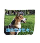 The two corgis_the second！（個別スタンプ：6）