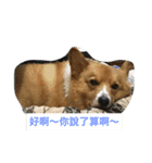 The two corgis_the second！（個別スタンプ：8）