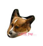 The two corgis_the second！（個別スタンプ：11）