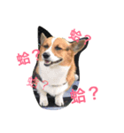 The two corgis_the second！（個別スタンプ：12）