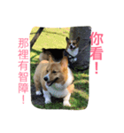 The two corgis_the second！（個別スタンプ：14）