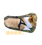 The two corgis_the second！（個別スタンプ：16）