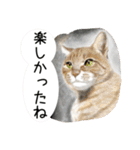 Lovely Cats +1 in The Blog 3（個別スタンプ：17）