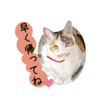 Lovely Cats +1 in The Blog 3（個別スタンプ：22）