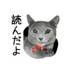 Lovely Cats +1 in The Blog 3（個別スタンプ：35）