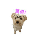 Yorkshire Terrier DD（個別スタンプ：1）