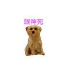 Yorkshire Terrier DD（個別スタンプ：5）