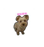 Yorkshire Terrier DD（個別スタンプ：6）