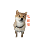 Shiba Inu DiDi（個別スタンプ：9）