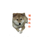 Shiba Inu DiDi（個別スタンプ：12）