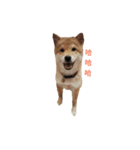 Shiba Inu DiDi（個別スタンプ：14）