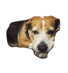 Beagle Kiwi（個別スタンプ：5）