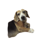 Beagle Kiwi（個別スタンプ：14）