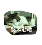 かっこいい猫2（個別スタンプ：5）