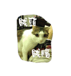 かっこいい猫2（個別スタンプ：6）