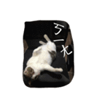 かっこいい猫（個別スタンプ：1）