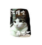 かっこいい猫（個別スタンプ：2）