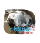 かっこいい猫（個別スタンプ：4）