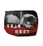 かっこいい猫（個別スタンプ：13）