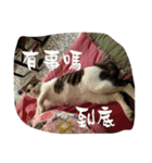 かっこいい猫（個別スタンプ：14）