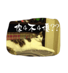 かっこいい猫（個別スタンプ：15）