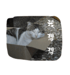 かっこいい猫（個別スタンプ：22）